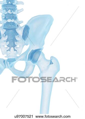 Clip Art - Human hip bone, artwork. Fotosearch