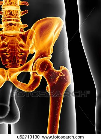 Human hip bone, artwork View Large Illustration Clipart - Human hip bone, artwork. Fotosearch