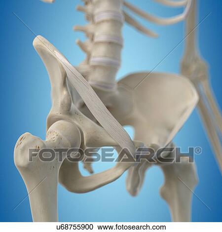 Human hip bone, artwork View Large Illustration Clipart - Human hip bone, artwork. Fotosearch