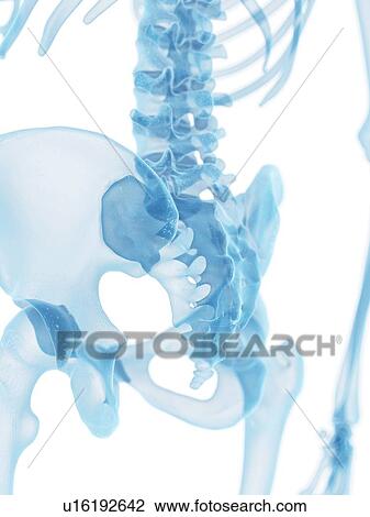 Human hip bone, artwork View Large Illustration Drawing - Human hip bone, artwork. Fotosearch