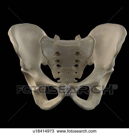 Drawing - Human hip bone, artwork. Fotosearch