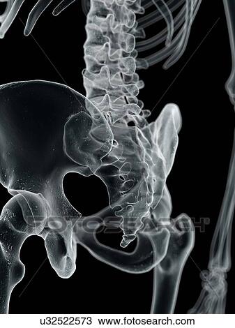 Human hip bone, artwork View Large Illustration Drawing - Human hip bone, artwork. Fotosearch