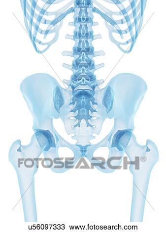Drawing - Human hip bone, artwork. Fotosearch