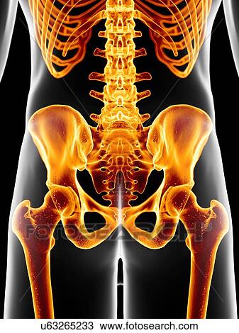 Human hip bone, artwork View Large Illustration Drawing - Human hip bone, artwork. Fotosearch