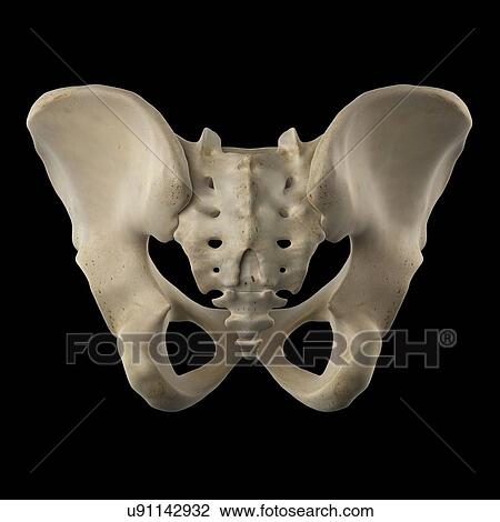Drawing - Human hip bone, artwork. Fotosearch