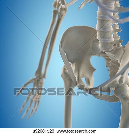 Human hip bone, artwork View Large Illustration Drawing - Human hip bone, artwork. Fotosearch