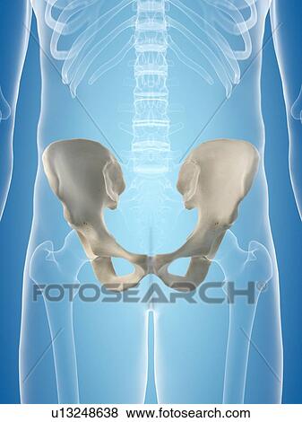 Human hip bone, artwork View Large Illustration Stock Illustration - Human hip bone, artwork. Fotosearch
