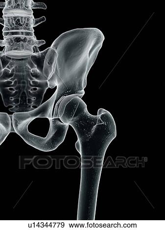 Stock Illustration - Human hip bone, artwork. Fotosearch