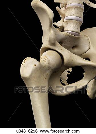 Human hip bone, artwork View Large Illustration Stock Illustration - Human hip bone, artwork. Fotosearch