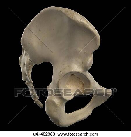 Stock Illustration - Human hip bone, artwork. Fotosearch
