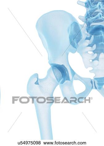 Human hip bone, artwork View Large Illustration Stock Illustration - Human hip bone, artwork. Fotosearch