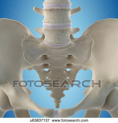 Human hip bone, artwork View Large Illustration Stock Illustration - Human hip bone, artwork. Fotosearch