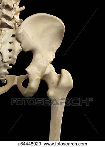 Stock Illustration - Human hip bone, artwork. Fotosearch