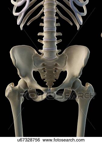 Human hip bone, artwork View Large Illustration Stock Illustration - Human hip bone, artwork. Fotosearch