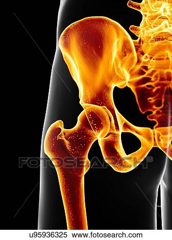 Human hip bone, artwork View Large Illustration Stock Illustration - Human hip bone, artwork. Fotosearch