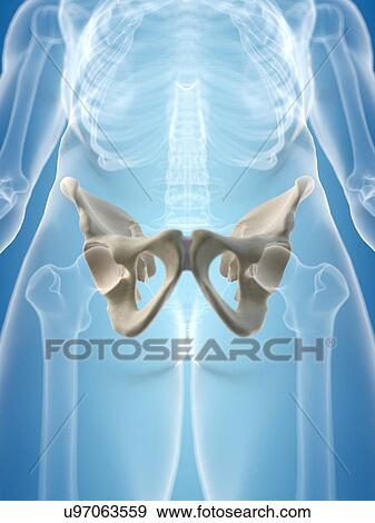 Human hip bone, artwork View Large Illustration Stock Illustration - Human hip bone, artwork. Fotosearch