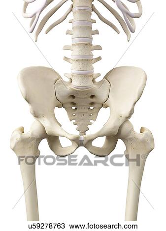 Human hip bones, artwork View Large Illustration Drawing - Human hip bones, artwork. Fotosearch