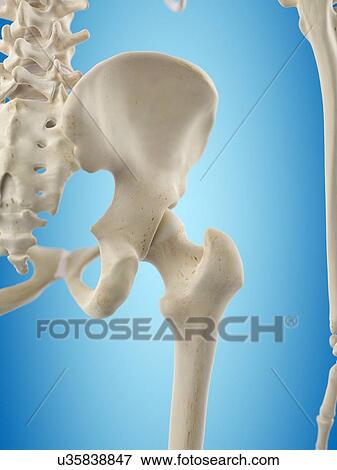 Human hip bones, artwork View Large Illustration Stock Illustration - Human hip bones, artwork. Fotosearch