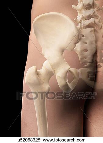Stock Illustration - Human hip bones artwork. Fotosearch