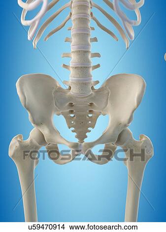 Human hip bones, artwork View Large Illustration Stock Illustration - Human hip bones, artwork. Fotosearch
