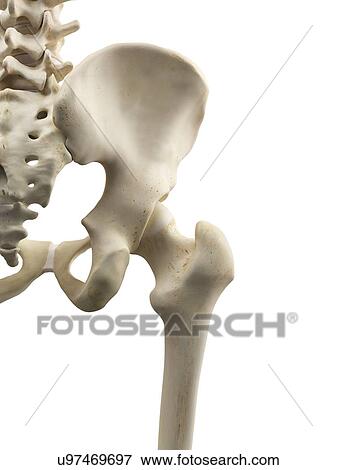 Human hip bones, artwork View Large Illustration Stock Illustration - Human hip bones, artwork. Fotosearch