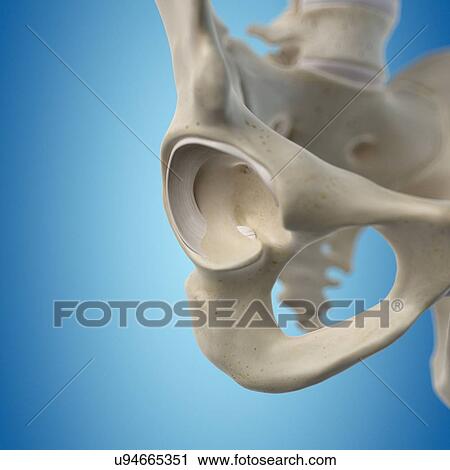 Clip Art - Human hip joint, artwork. Fotosearch