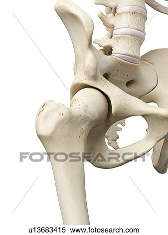 Human hip joint, artwork View Large Illustration Stock Illustration - Human hip joint, artwork. Fotosearch