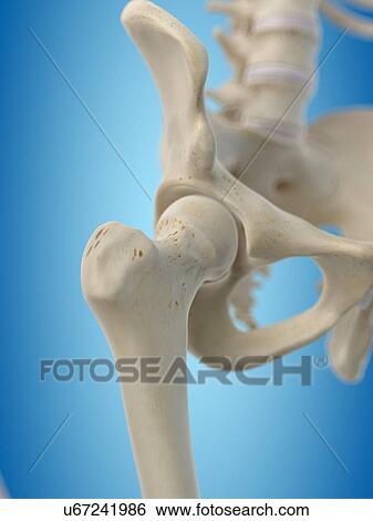 Human hip joint, artwork View Large Illustration Stock Illustration - Human hip joint, artwork. Fotosearch