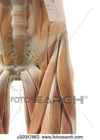 Drawing - Human hip muscles, artwork. Fotosearch