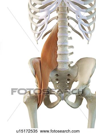 Human hip muscles, artwork View Large Illustration Stock Illustration - Human hip muscles, artwork. Fotosearch