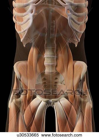 Human hip muscles, artwork View Large Illustration Stock Illustration - Human hip muscles, artwork. Fotosearch