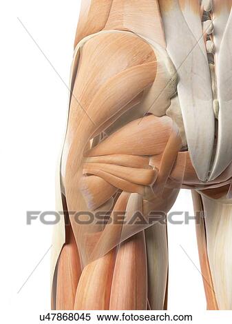 Stock Illustration - Human hip muscles, artwork. Fotosearch