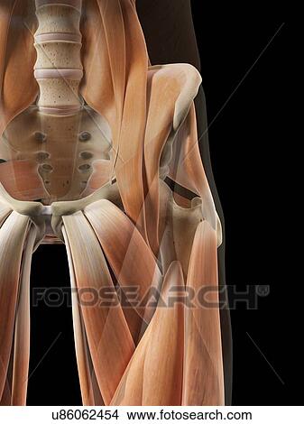 Stock Illustration - Human hip muscles, artwork. Fotosearch