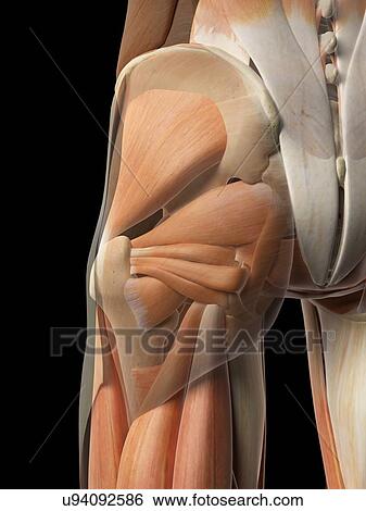 Human hip muscles, artwork View Large Illustration Stock Illustration - Human hip muscles, artwork. Fotosearch