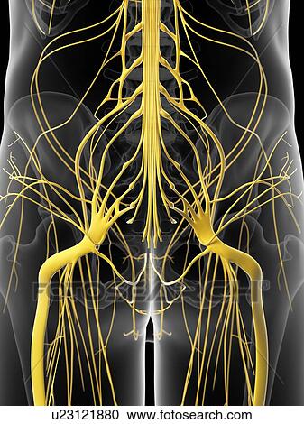 Human hip nerves, artwork View Large Illustration Clipart - Human hip nerves, artwork. Fotosearch