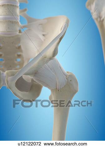 Drawing - Human hip tendons, artwork. Fotosearch