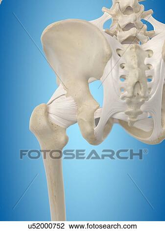Human hip tendons, artwork View Large Illustration Drawing - Human hip tendons, artwork. Fotosearch