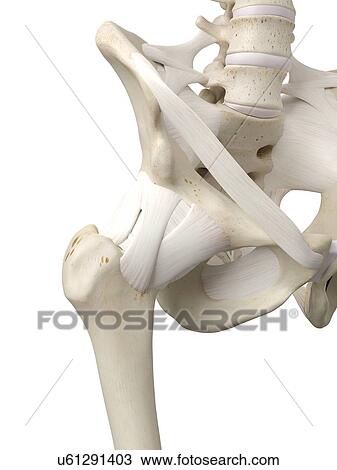 Human hip tendons, artwork View Large Illustration Drawing - Human hip tendons, artwork. Fotosearch