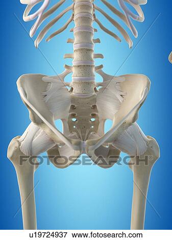 Stock Illustration - Human hip tendons, artwork. Fotosearch