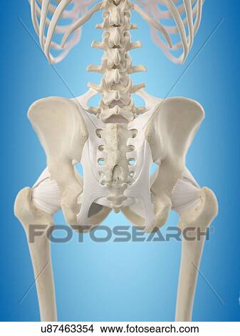 Stock Illustration - Human hip tendons, artwork. Fotosearch