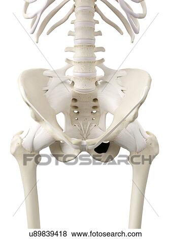 Human hip tendons, artwork Stock Illustration | u89839418 | Fotosearch