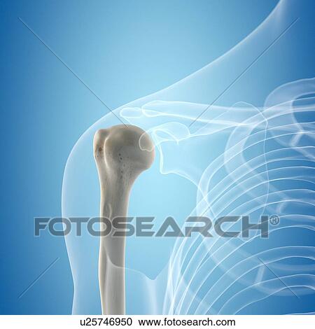 Clipart - Human humerus, artwork. Fotosearch