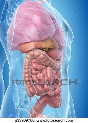 Clipart - Human internal organs, artwork. Fotosearch