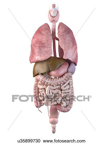Clipart - Human internal organs, artwork. Fotosearch