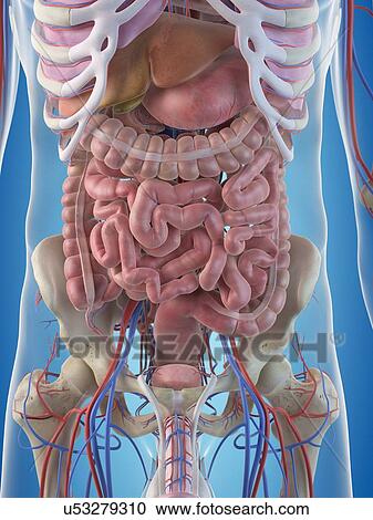 Human internal organs, artwork View Large Illustration Clipart - Human internal organs, artwork. Fotosearch