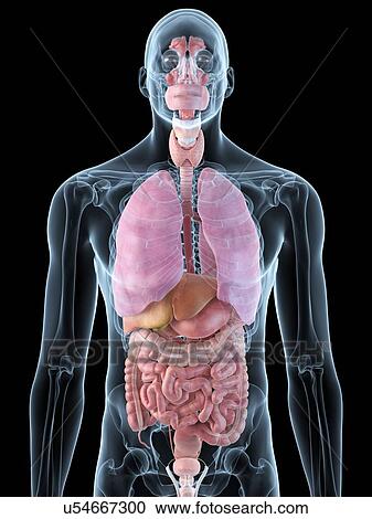 Clipart - Human internal organs, artwork. Fotosearch