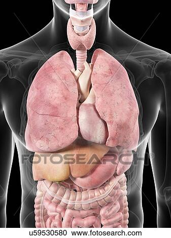 Clipart - Human internal organs, artwork. Fotosearch