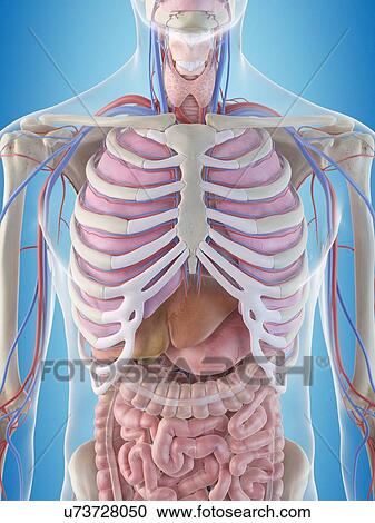 Clipart - Human internal organs, artwork. Fotosearch