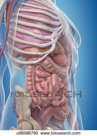 Clipart - Human internal organs, artwork. Fotosearch