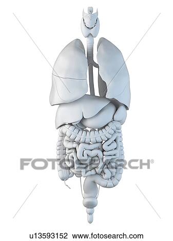 Drawing - Human internal organs, artwork. Fotosearch